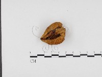登錄號:F0024471藏品圖，第3張