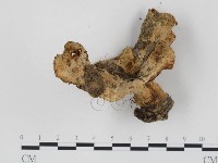 登錄號:F0024473藏品圖，第1張