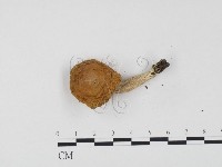 紅菇屬藏品圖，第3張