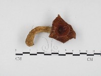 登錄號:F0024476藏品圖，第1張