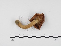 登錄號:F0024476藏品圖，第3張