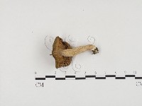 登錄號:F0024477藏品圖，第1張