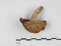 登錄號:F0024478藏品圖，第1張