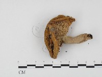 登錄號:F0024478藏品圖，第3張