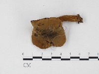 登錄號:F0024480藏品圖，第1張