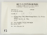 乳菇屬藏品圖，第2張