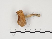 乳菇屬藏品圖，第1張