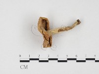 乳菇屬藏品圖，第3張