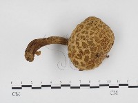 登錄號:F0024483藏品圖，第1張
