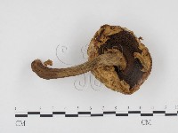 登錄號:F0024483藏品圖，第3張