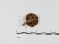 登錄號:F0024486藏品圖，第3張