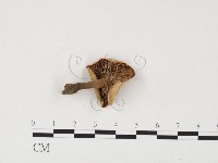 乳菇屬藏品圖，第3張