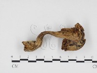 登錄號:F0024490藏品圖，第3張