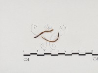 登錄號:F0024491藏品圖，第1張