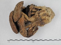 登錄號:F0024493藏品圖，第3張