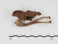 登錄號:F0024495藏品圖，第1張