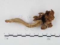 登錄號:F0024496藏品圖，第1張