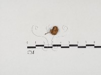 登錄號:F0024498藏品圖，第1張