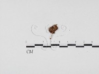 登錄號:F0024498藏品圖，第3張