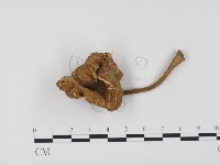 登錄號:F0024499藏品圖，第1張