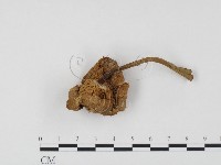 登錄號:F0024499藏品圖，第3張