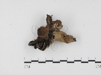 登錄號:F0024500藏品圖，第1張