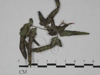 登錄號:F0024501藏品圖，第1張