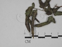 登錄號:F0024501藏品圖，第4張