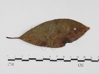 登錄號:F0024503藏品圖，第1張