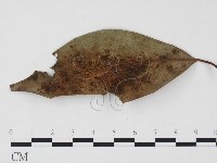 登錄號:F0024504藏品圖，第1張