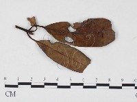 登錄號:F0024505藏品圖，第3張