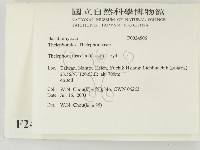 棕色革菌藏品圖，第2張