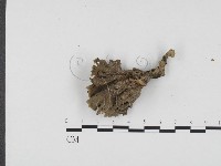 棕色革菌藏品圖，第3張