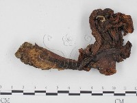 登錄號:F0024508藏品圖，第1張