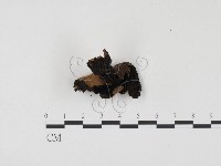 登錄號:F0024509藏品圖，第1張