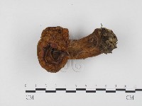 登錄號:F0024512藏品圖，第1張