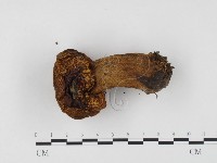 登錄號:F0024512藏品圖，第3張