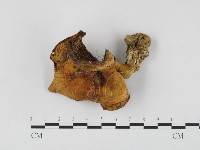 登錄號:F0024513藏品圖，第1張