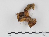 登錄號:F0024513藏品圖，第3張