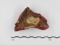 登錄號:F0024514藏品圖，第3張