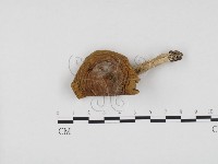 紅菇屬藏品圖，第1張