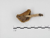 紅菇屬藏品圖，第3張