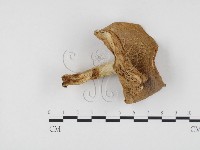 紅菇屬藏品圖，第1張