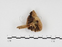 登錄號:F0024518藏品圖，第1張