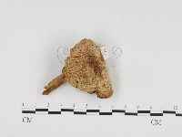 登錄號:F0024518藏品圖，第3張