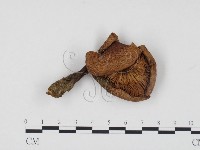 登錄號:F0024519藏品圖，第1張