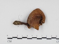 登錄號:F0024519藏品圖，第3張