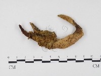 登錄號:F0024520藏品圖，第1張