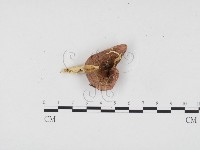 登錄號:F0024521藏品圖，第1張