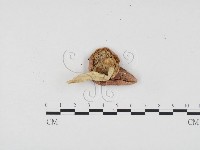 登錄號:F0024521藏品圖，第3張